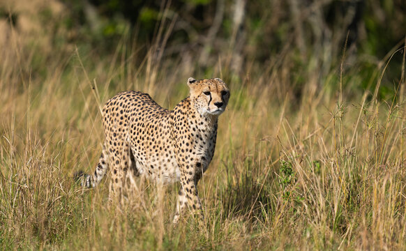 Cheetah Walking Through Tall Grass In Masai Mara, Kenya  