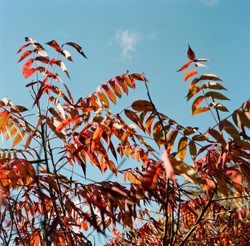 Red fall foliage