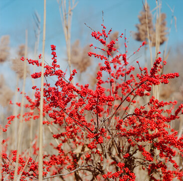 Red Sprite Winterberry shrub