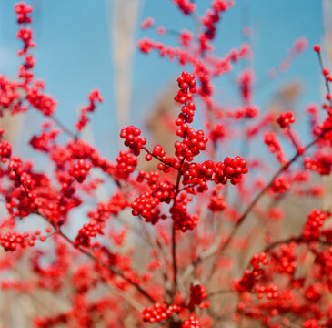 Red Sprite Winterberry