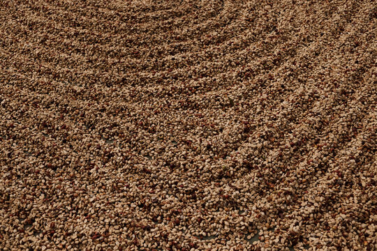 Sun-Drying Coffee Beans on Farm Patio