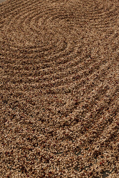Sun-Drying Coffee Beans on Farm Patio