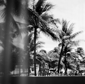 Palm tree from window