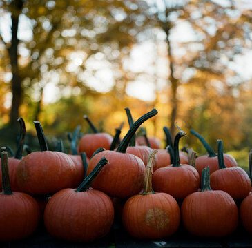 Pumpkin farm stand