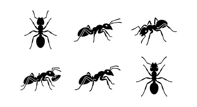 Black ant silhouettes set, 6 insect vector icons, crawling ants for pest control design