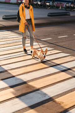 Joyful Stroll Under the Sun With a Playful Corgi on a Street