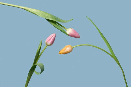 Spring tulip trio on soft blue background
