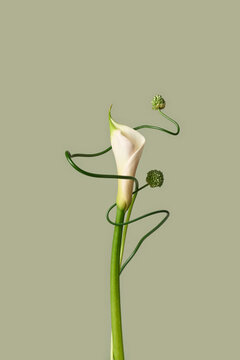 Calla lily wrapped by allium stems on sage