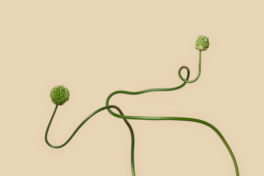 Crossed allium stems on beige background