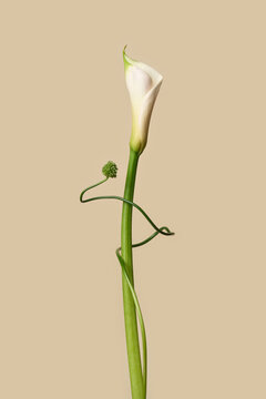 White calla lily with allium curl on beige