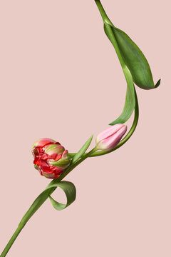 Spring tulip pair on pastel pink background