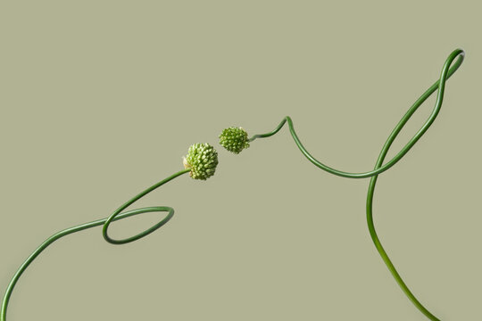 Interlaced allium stems on sage background