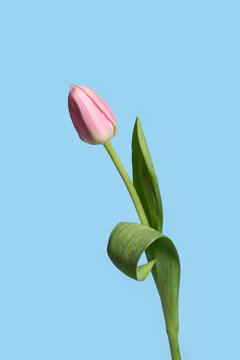 Spring pink tulip on blue background