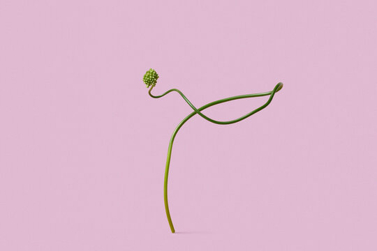 Twisted allium stem on pink background