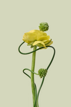 Closeup ranunculus with allium curl on mint