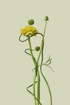 Yellow ranunculus with allium loops on mint