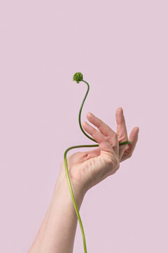 Hand holding allium bud on pink background