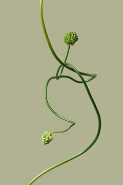 Intertwined allium stem knot on olive green