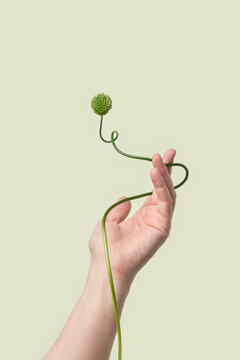 Hand with allium stem on pink background