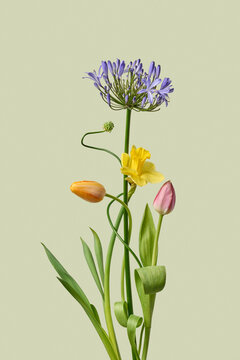 Spring bouquet with agapanthus on green background