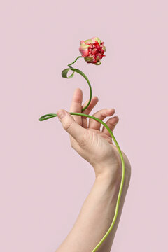 Human hand holding parrot tulip on pink