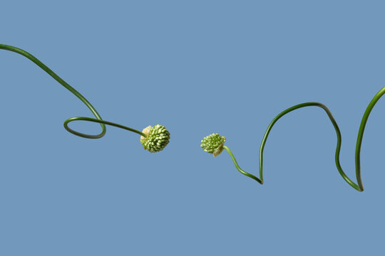 Curved allium stems on blue background