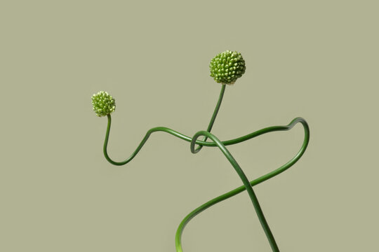 Knotted allium stems on olive background