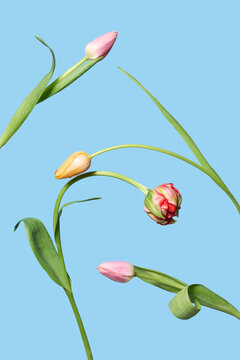 Spring tulip set on blue background