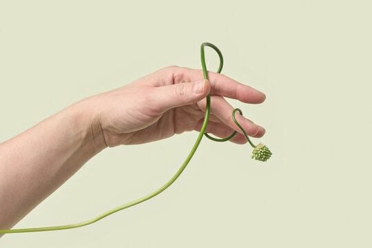 Hand holding curly allium stem on pale green