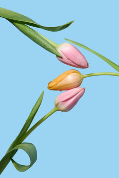 Spring tulip trio closeup on blue background