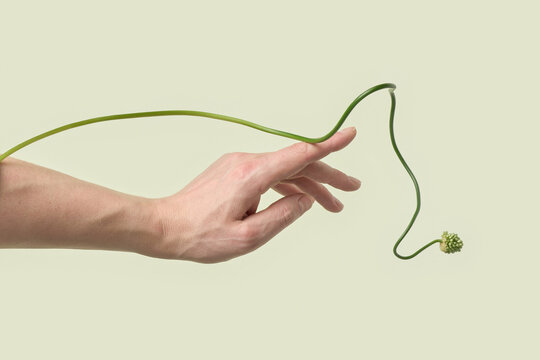 Reaching hand with allium stem line on pale green