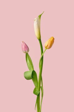 Spring tulip trio with calla lily on pink