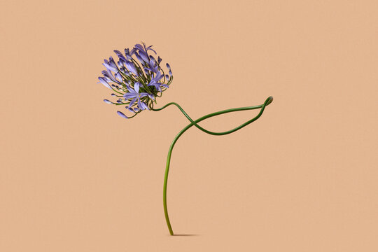 Curved agapanthus stem on peach background