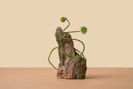 Allium stems wrap tree bark on beige background