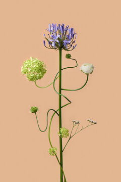 Floral arrangement with agapanthus on peach background
