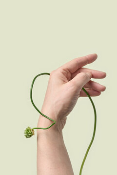 Hand with looping allium stem on mint background