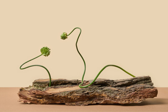 Allium stems on tree bark log on beige background