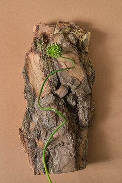 Allium bud on tree bark block on brown background