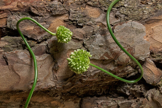 Allium buds on bark texture closeup on brown