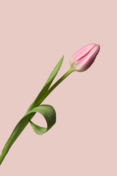 Pink tulip on pastel pink background