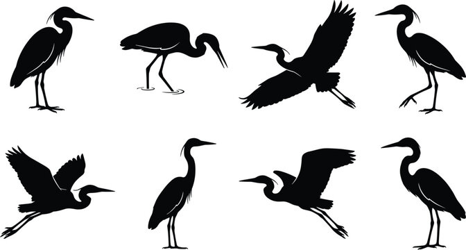 Collection of eight black vector heron and egret silhouettes in flying and standing poses isolated on white background for nature graphic design