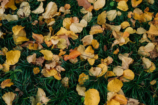 Yellow autumn leaves scattered on green grass