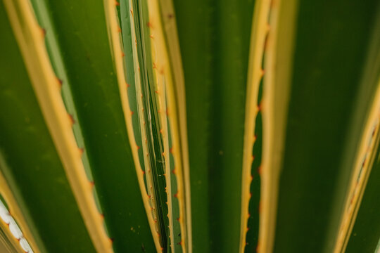 Macro view of striped succulent leaves