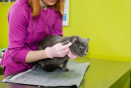 A veterinarian examines a gray cat.