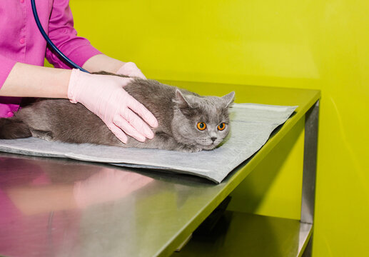 A veterinarian examines a gray cat at the clinic.