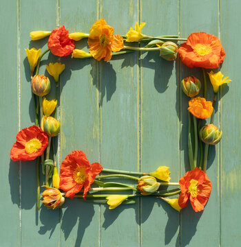 Icelandic poppies frame