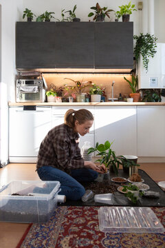 Woman repotting houseplants in kitchen developing green thumb