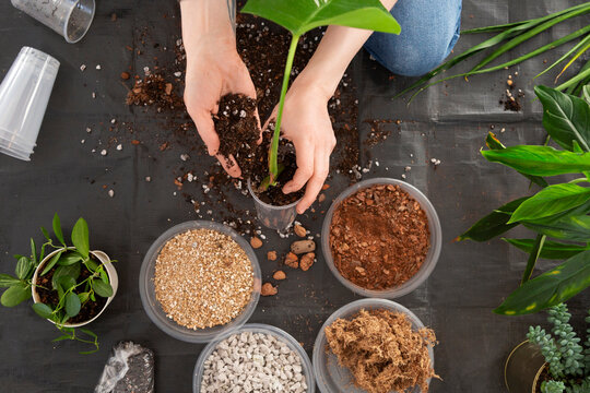 Hands repotting houseplant into fresh soil mix