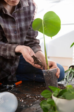 Person repotting monstera plant seedling in soil
