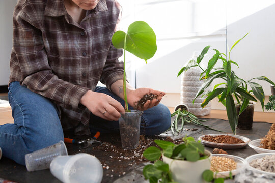 Person potting houseplant into new container with soil